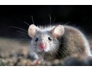 Topicidi e attrattivi per topi e ratti